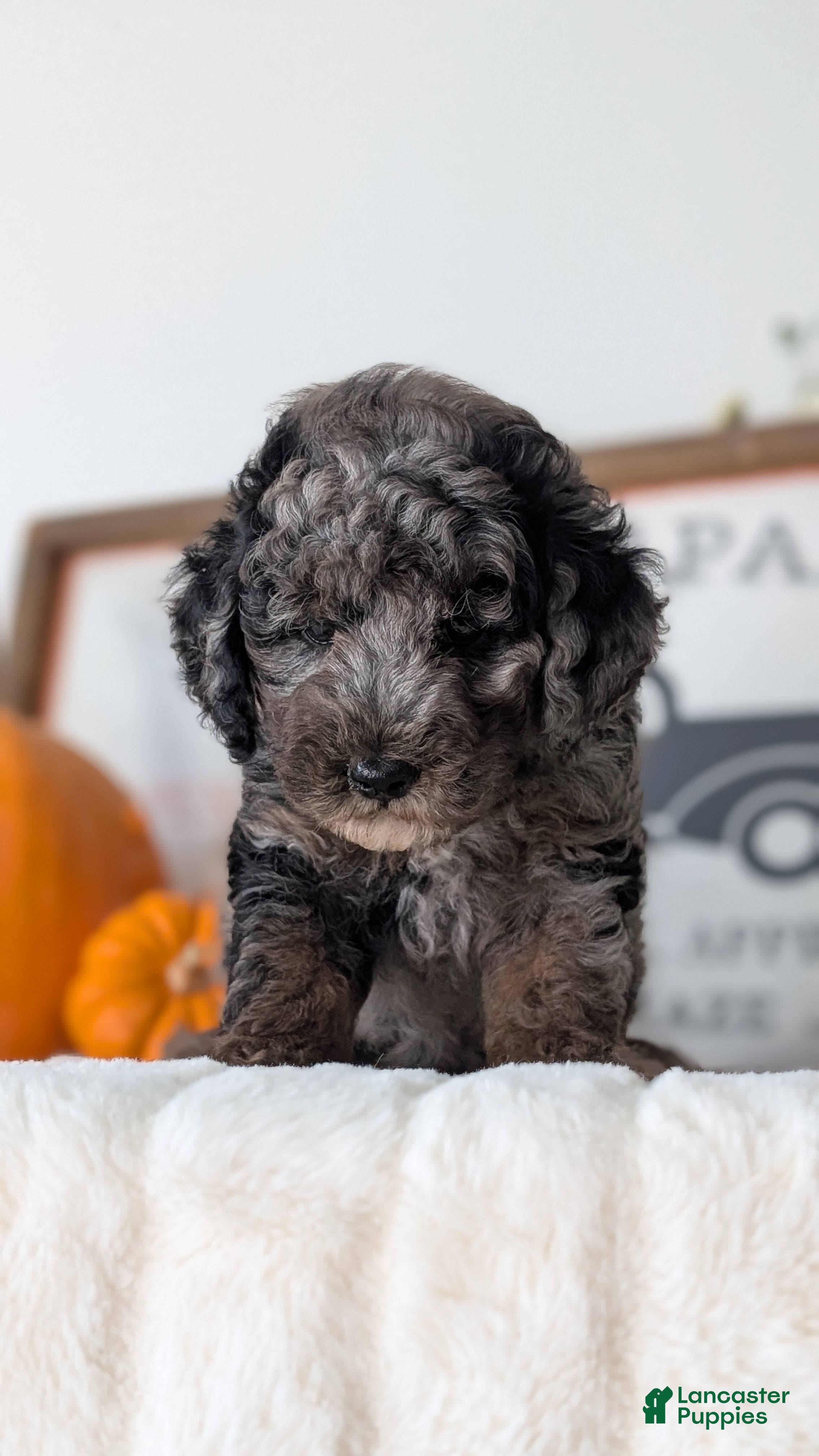 Miniature Poodle dogs Hunter - Ad 2