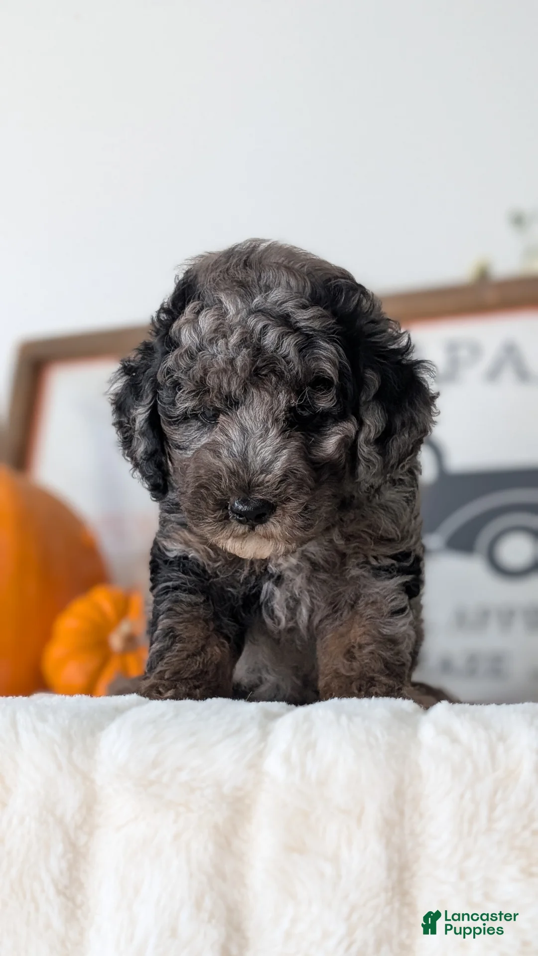 Miniature Poodle dogs for sale: Hunter - Ad 2