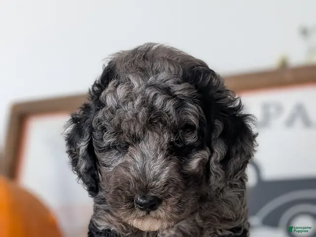 Miniature Poodle dogs for sale: Hunter - Ad 2