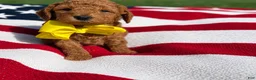 Mini Goldendoodle dogs for sale: Mini Goldendoodle 2 - Ad 7