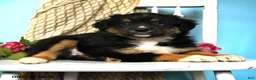Miniature Australian Shepherd dogs for sale: Pearl - Ad 4