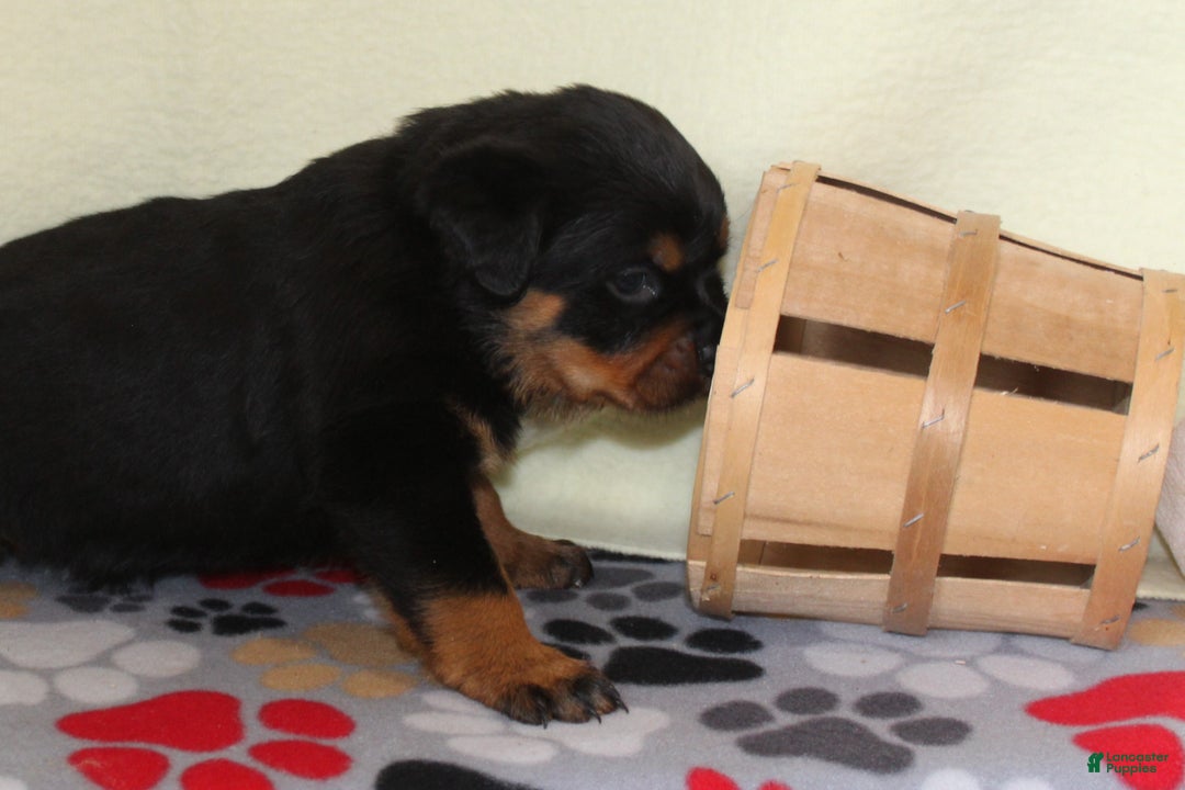 Rottweiler dogs for sale: Grace - Ad 2