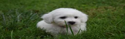 Bichon Frise dogs for sale: Tucker 🦴 - Ad 5