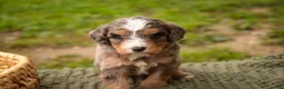 Mini Bernedoodle dogs for sale: Barley F1 Mini Bernedoodle  - Ad 4