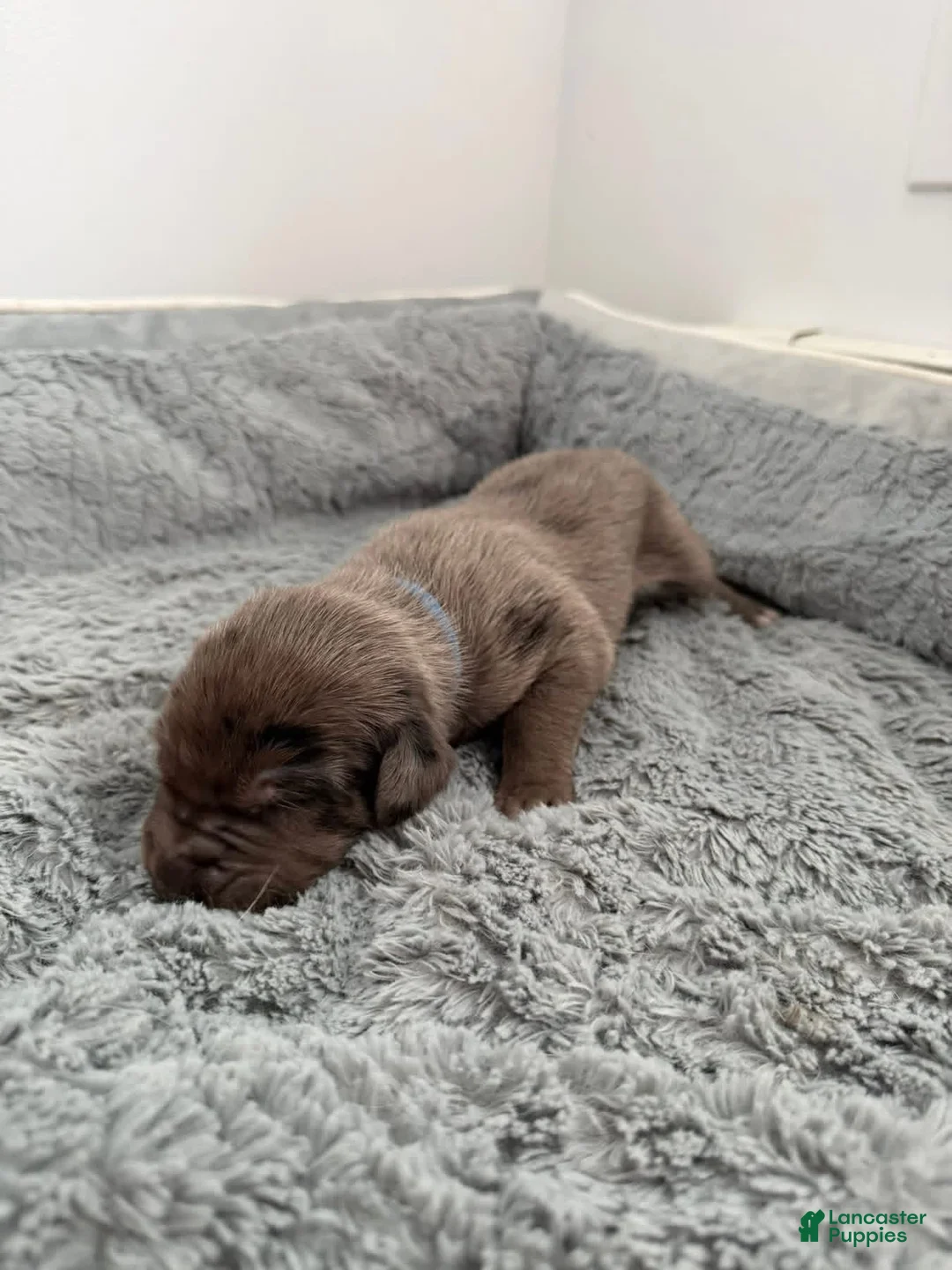 Mixed Breed dogs for sale: Blue - Ad 2