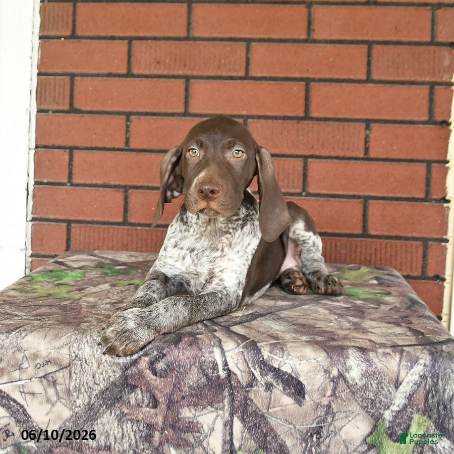 German Shorthaired Pointer dogs Gracie - Ad 1
