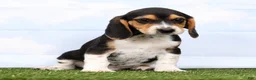 Beagle dogs for sale: Gismo - Ad 4