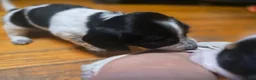 Miniature Dachshund dogs for sale: Miniature Dachshund 4 - Ad 15
