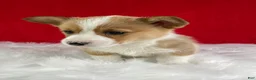 Welsh Corgi Pembroke dogs for sale: Maple - Ad 3