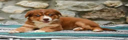 Australian Shepherd dogs for sale: Daisy - Ad 5