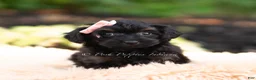 Yorkiepoo dogs for sale: Ariel - Ad 2