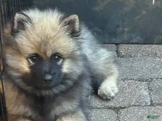 Keeshond dogs Rocky - Ad 2