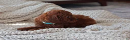 Toy Poodle dogs for sale: Alice - Ad 5