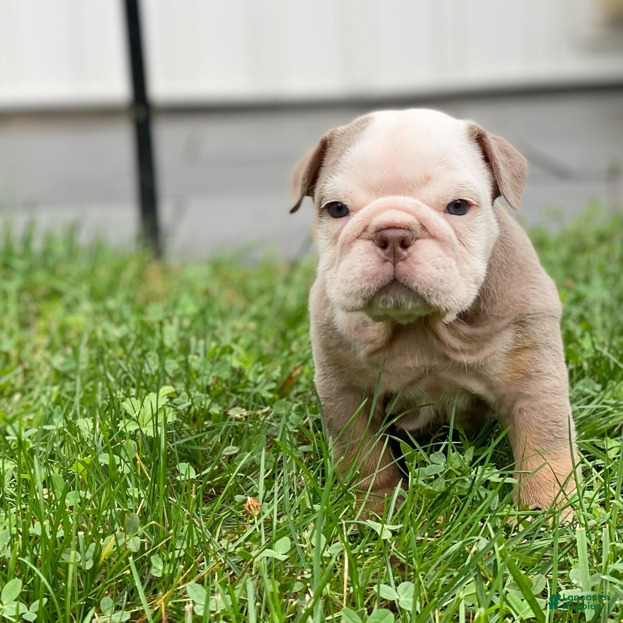 English Bulldog dogs Snow Heart - Ad 30