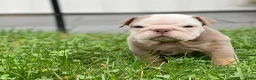 English Bulldog dogs for sale: Snow Heart - Ad 6