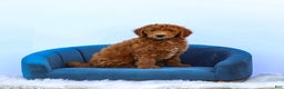 Standard Poodle dogs for sale: Ronnie - Ad 15