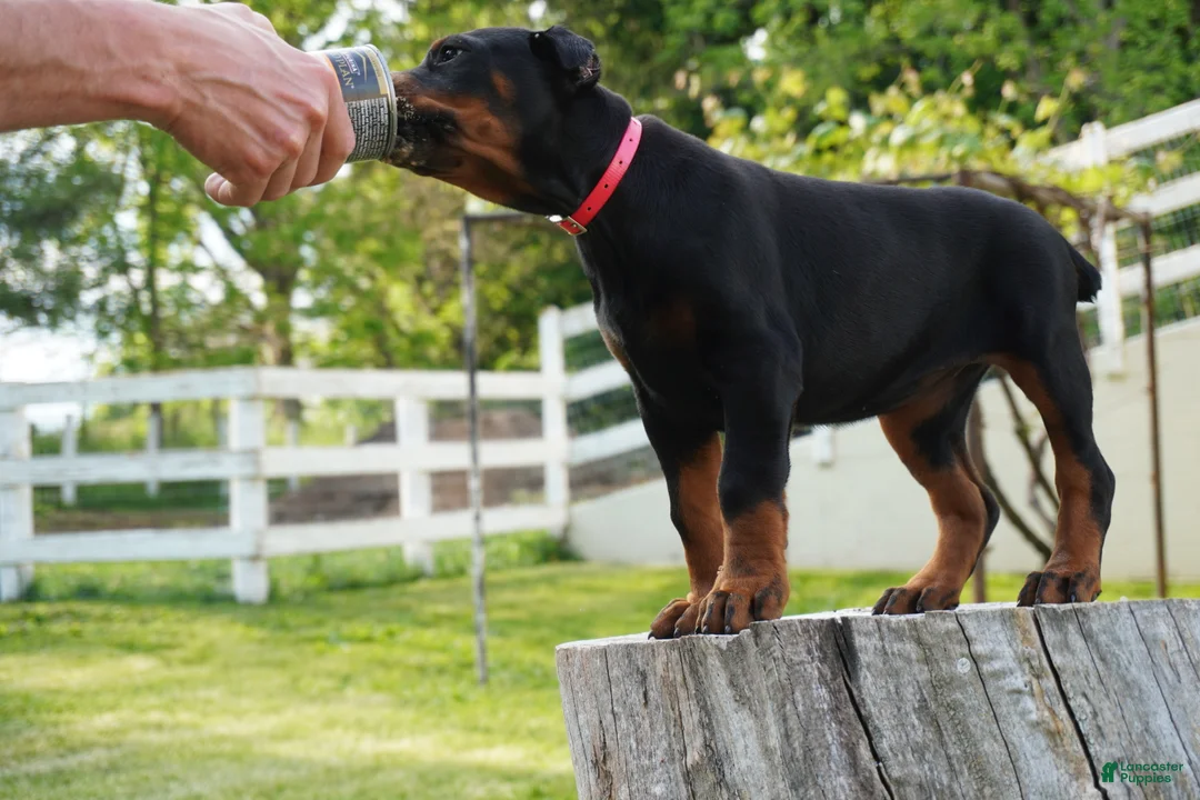 Doberman Pinscher dogs for sale: Marcy - Ad 2