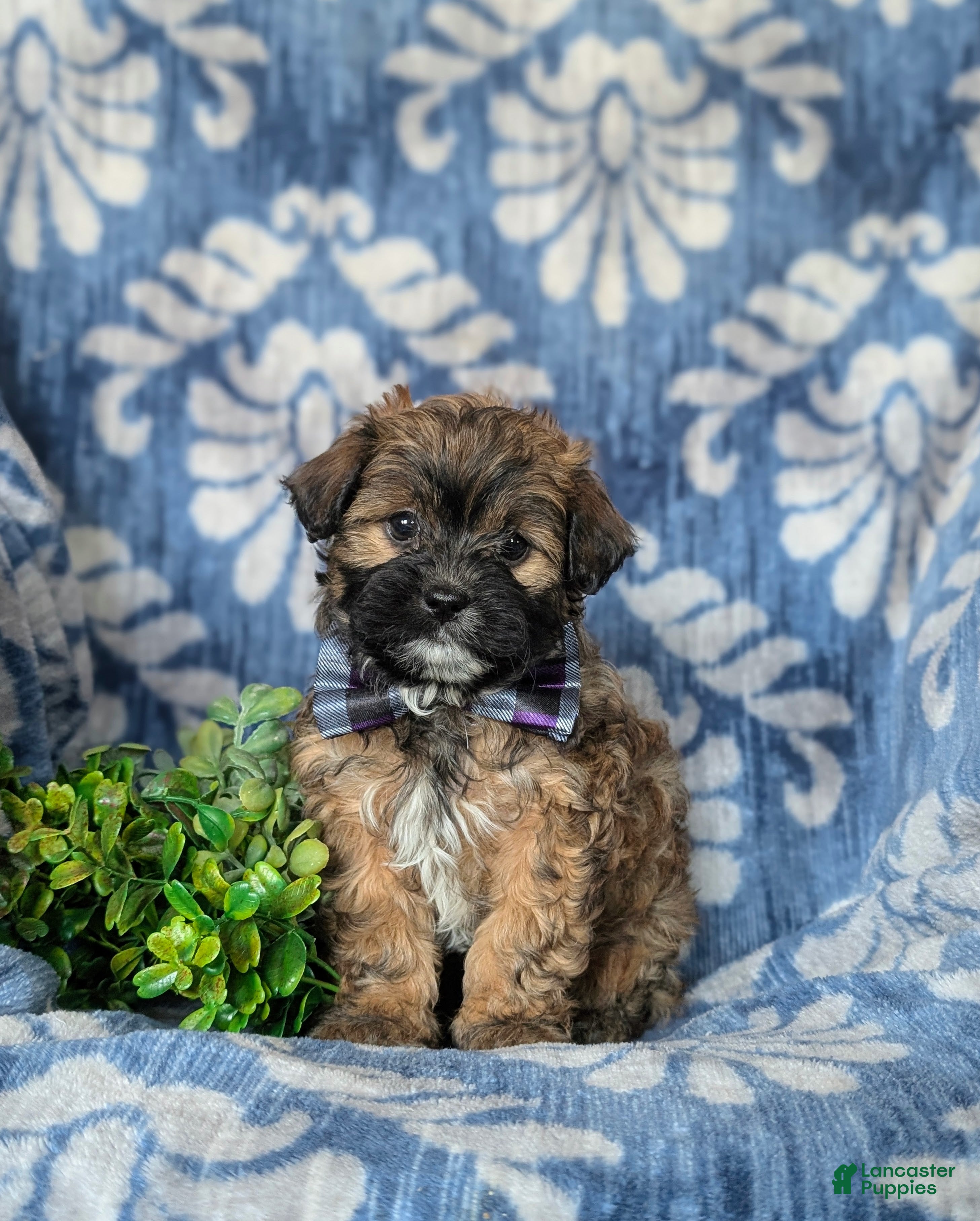 Shihpoo dogs Garett - Ad 2