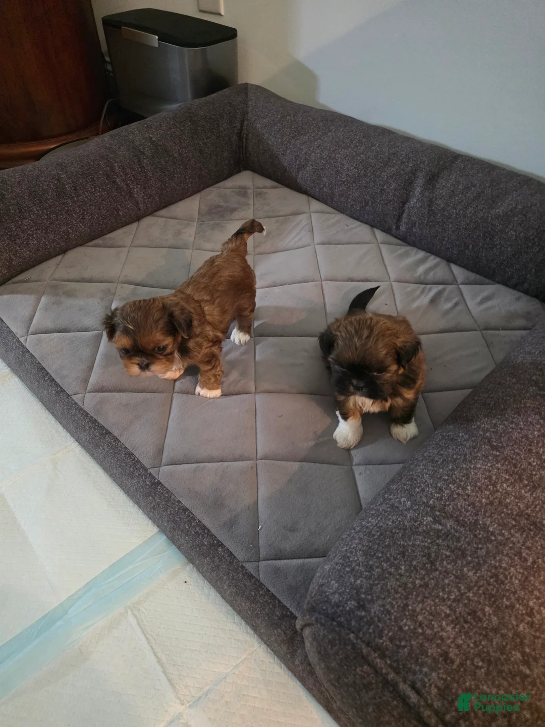 Shih Tzu dogs for sale: Boy - Ad 5