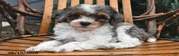 Miniature Poodle dogs for sale: Snowflake  - Ad 2