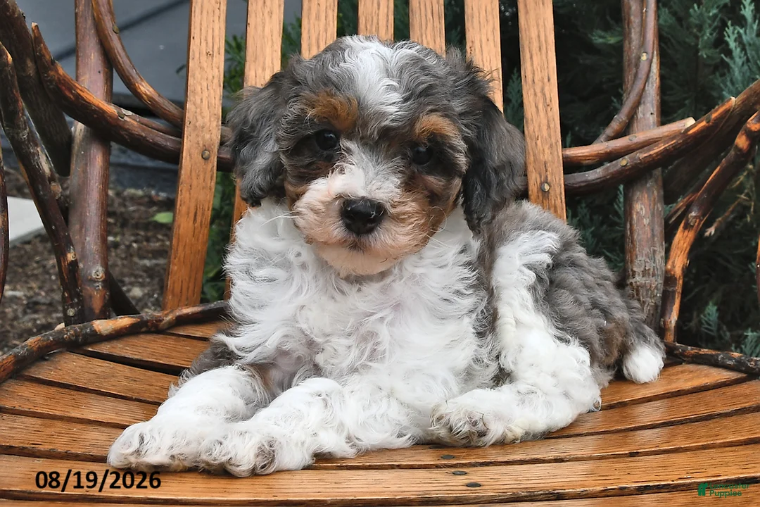 Miniature Poodle dogs for sale: Snowflake  - Ad 2