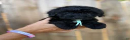 Mixed Breed dogs for sale: Mixed Breed 7 - Ad 2