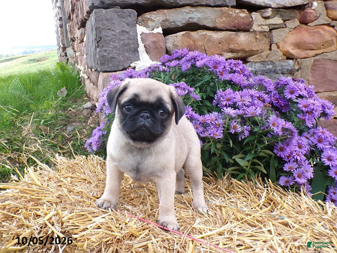 Pug dogs for sale: Pumpkin - Ad 1