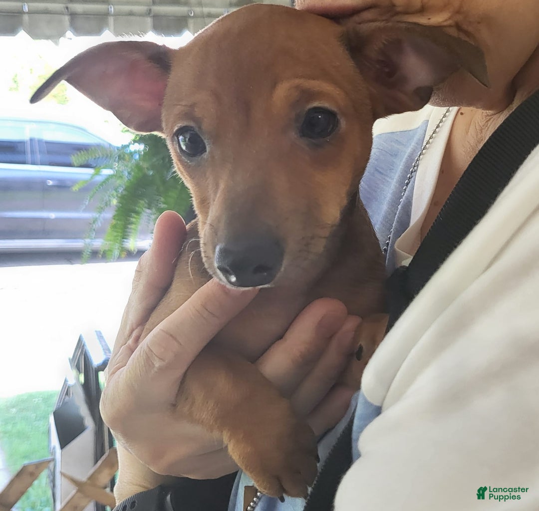 Chihuahua dogs for sale: Toby - Ad 3