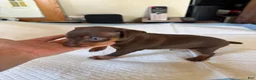 Miniature Pinscher dogs for sale: Miniature Pinscher Puppy 1 - Ad 3
