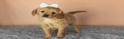 Mixed Breed dogs for sale: Bella  - Ad 1
