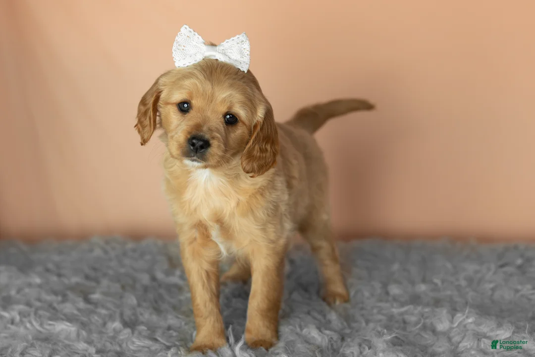 Mixed Breed dogs for sale: Bella  - Ad 1