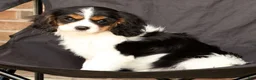 Cavalier King Charles Spaniel dogs for sale: Rosy - Ad 7
