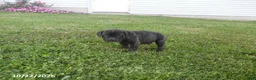 Cane Corso dogs for sale: Ashley - Ad 1