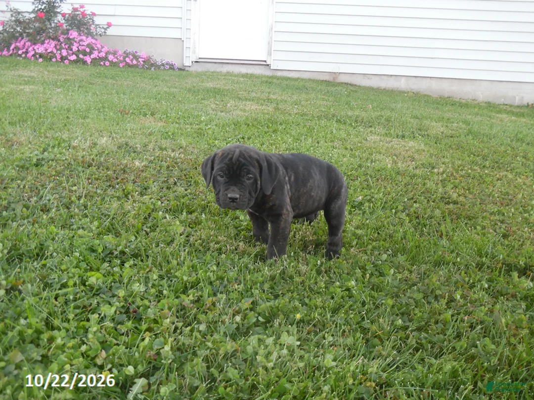 Cane Corso dogs for sale: Ashley - Ad 1