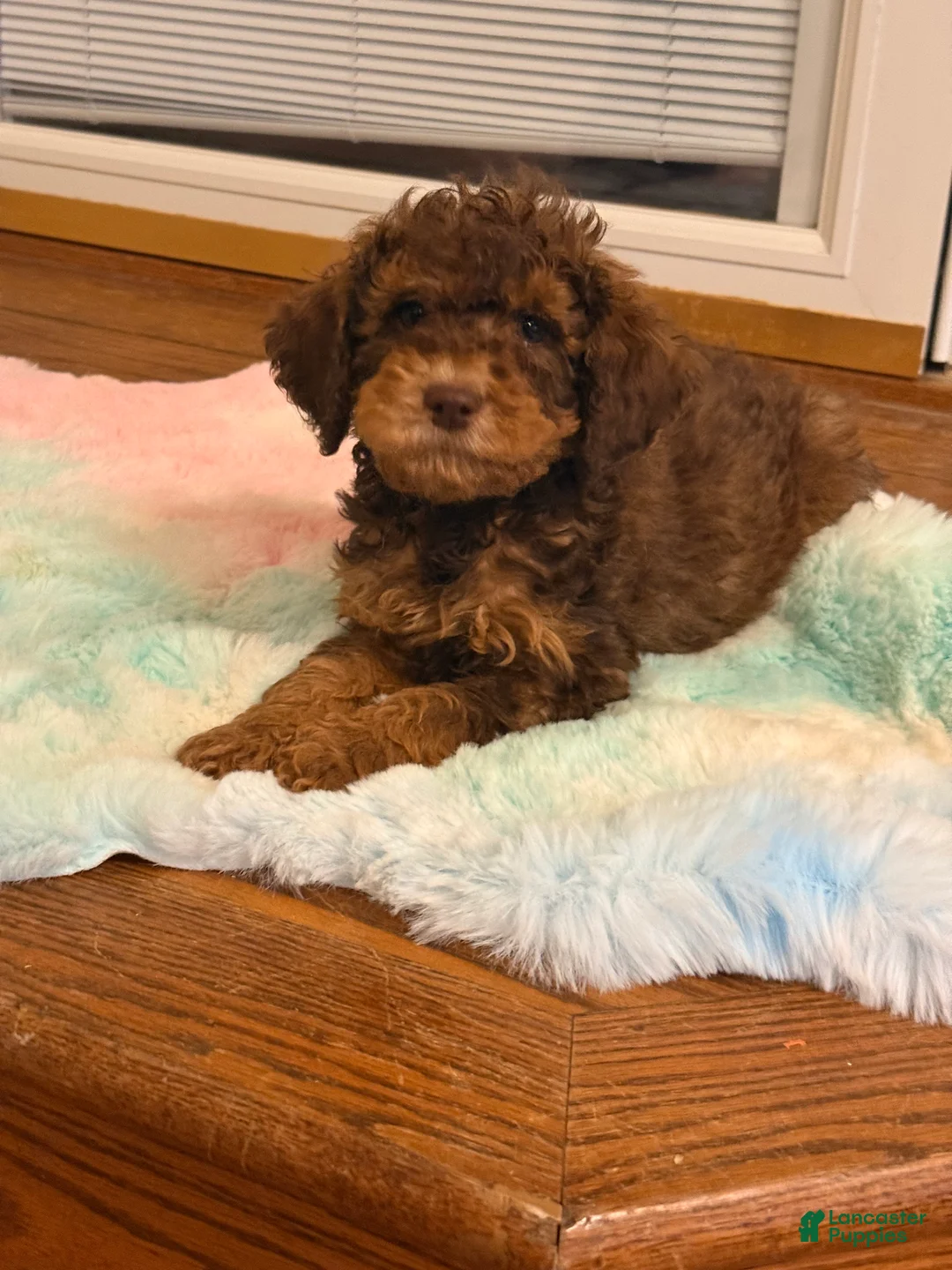 Labradoodle dogs for sale: Labradoodle Puppy 1 - Ad 2