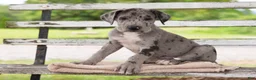 Great Dane dogs for sale: Gus - Ad 3
