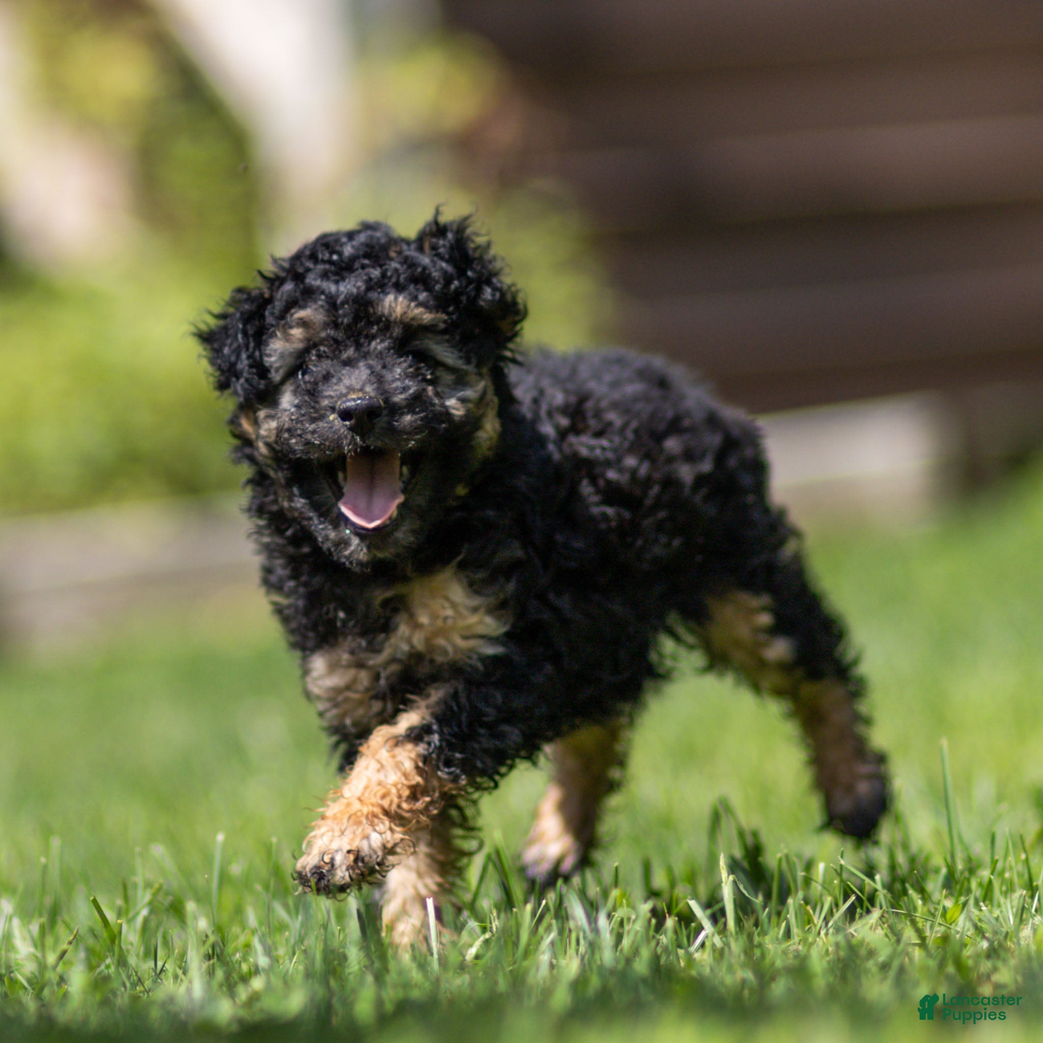 Miniature Poodle dogs Misty Miniature Poodle  - Ad 2