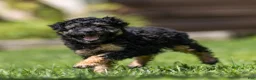 Miniature Poodle dogs for sale: Misty Miniature Poodle  - Ad 6