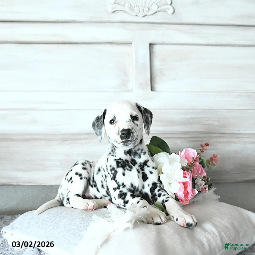 Dalmatian dogs for sale: Gracie - Ad 2