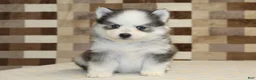 Pomsky dogs for sale: Joey - Ad 3