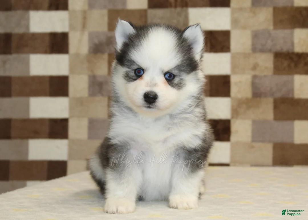 Pomsky dogs for sale: Joey - Ad 3