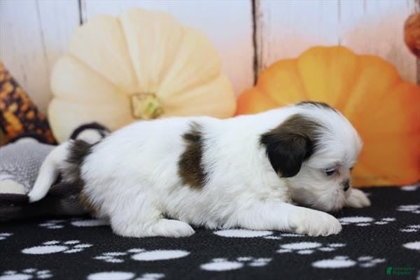 Shih Tzu dogs for sale: Zello  - Ad 27