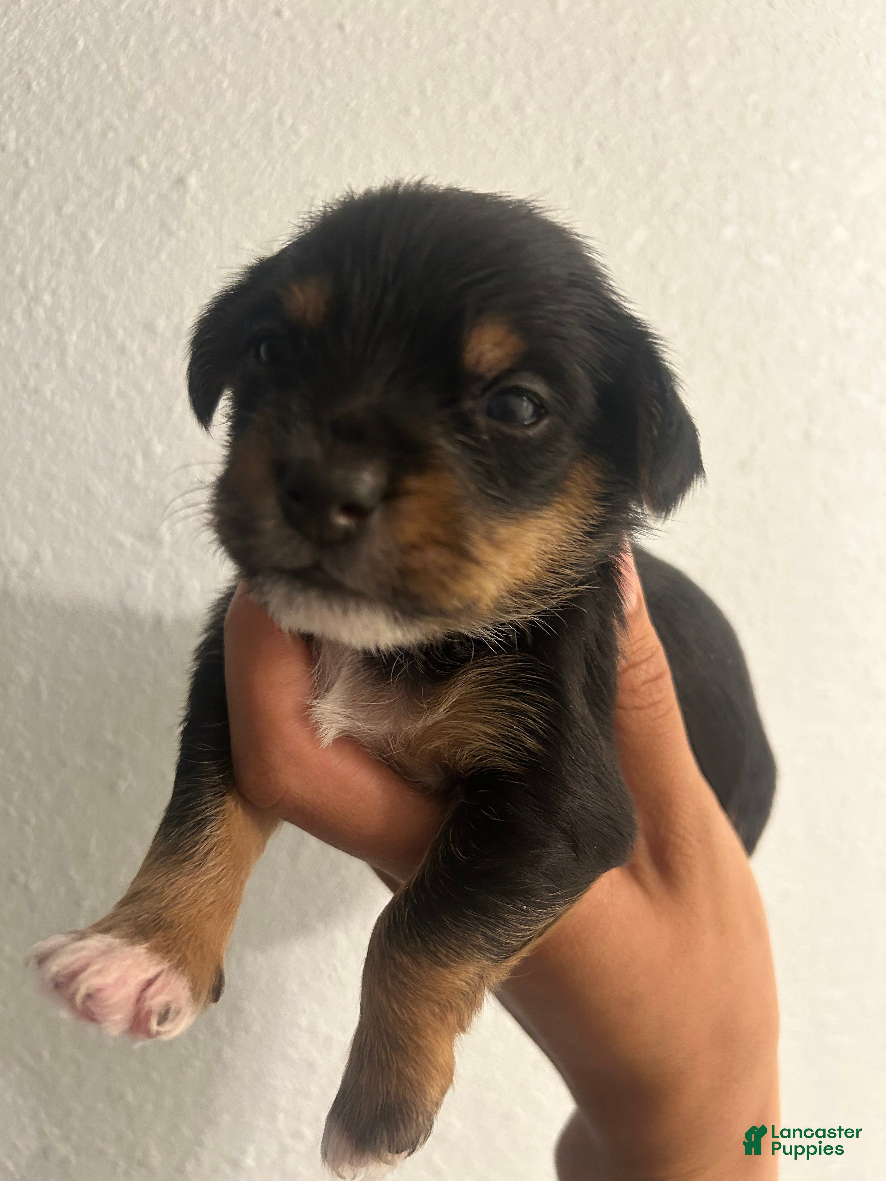 Chorkie dogs Chorkie Puppy 1 - Ad 4