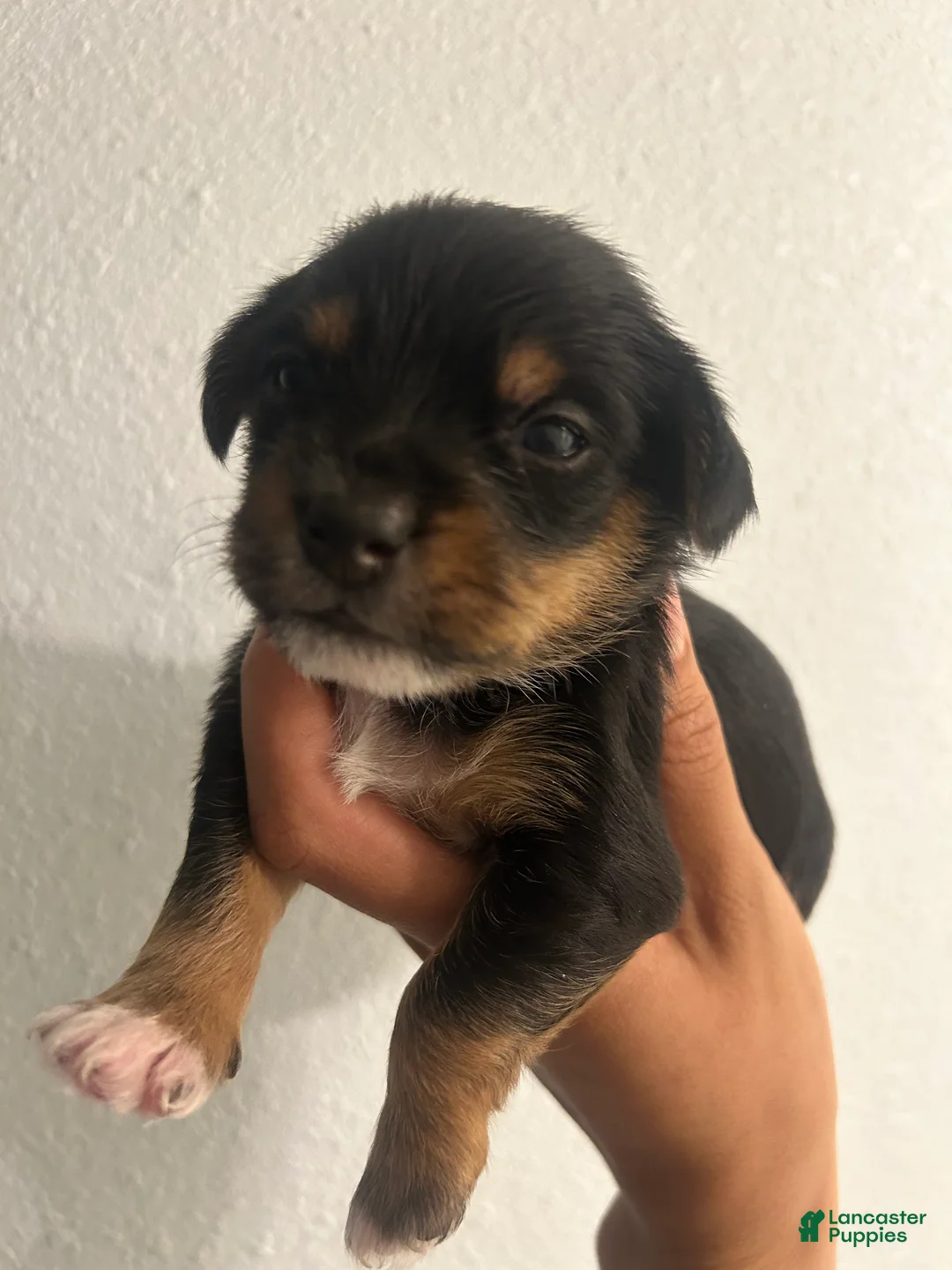 Chorkie dogs for sale: Chorkie Puppy 1 - Ad 1