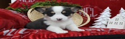 Welsh Corgi Pembroke dogs for sale: Brantley  - Ad 2
