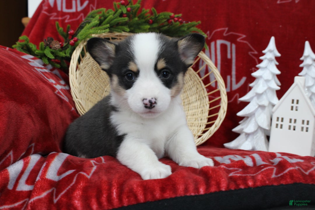 Welsh Corgi Pembroke dogs for sale: Brantley  - Ad 2