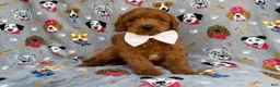 Cavapoo dogs for sale: Bear - Ad 6