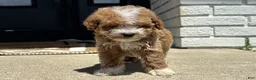 Mini Goldendoodle dogs for sale: Keith - Ad 1