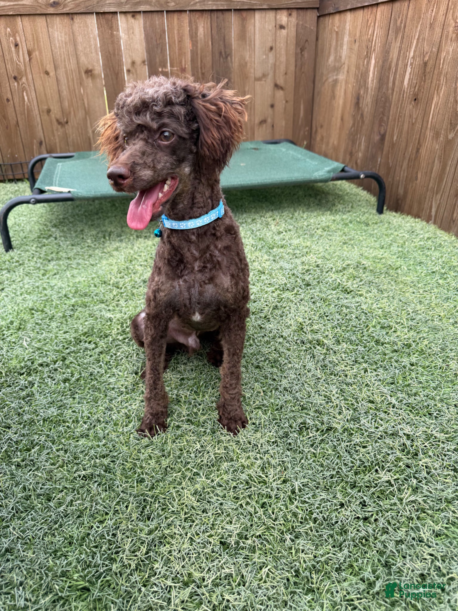 Miniature Poodle dogs for sale: Akc Clear Chocolate Phantom Animal Genetics tested - Ad 3