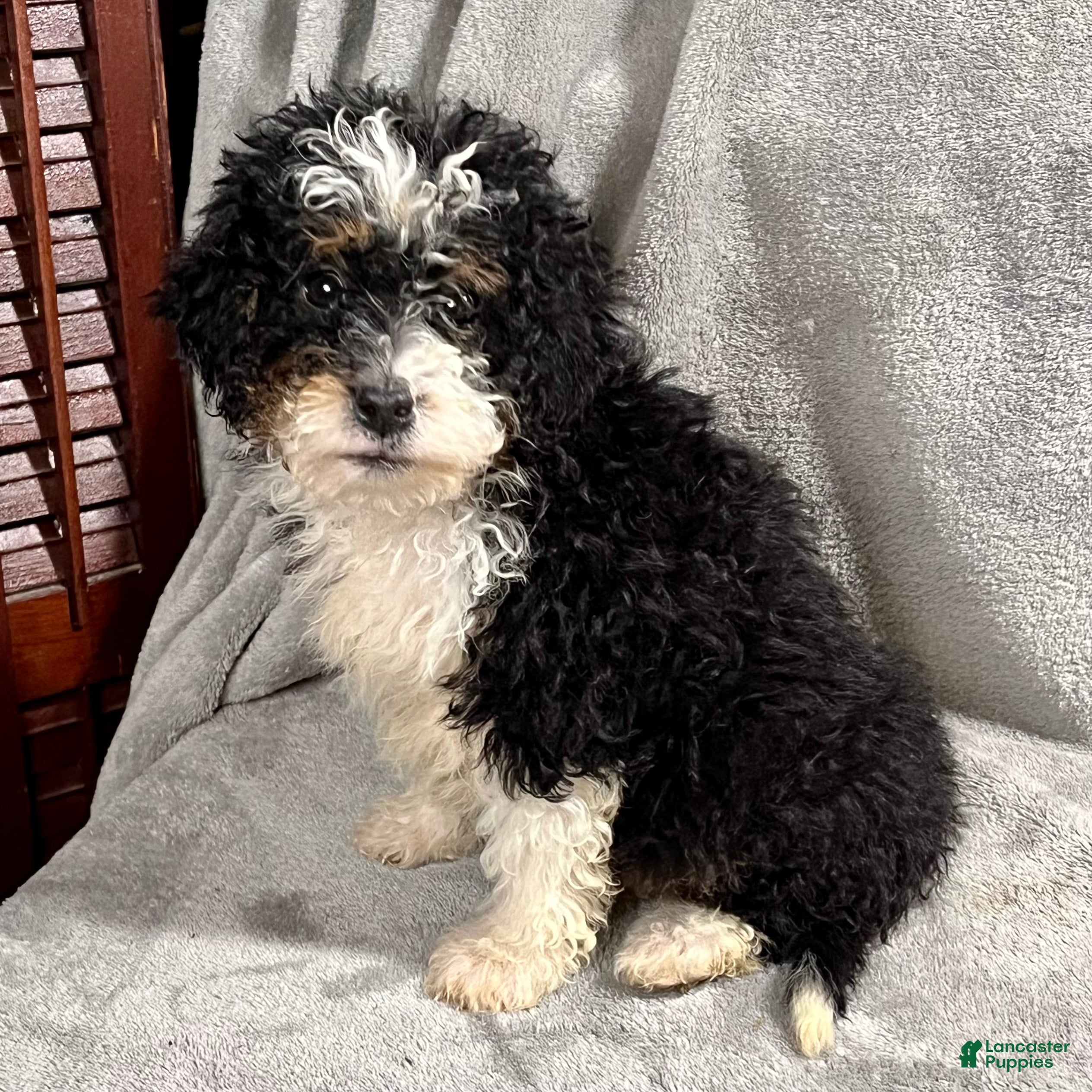 Mini Bernedoodle dogs Oprah - Ad 2